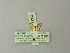  (Idaea ustimargo - BC ZSM Lep 71362)  @11 [ ] CreativeCommons - Attribution Non-Commercial Share-Alike (2014) Axel Hausmann/Bavarian State Collection of Zoology (ZSM) SNSB, Zoologische Staatssammlung Muenchen