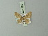  (Idaea insuavis - BC ZSM Lep 71367)  @11 [ ] CreativeCommons - Attribution Non-Commercial Share-Alike (2014) Axel Hausmann/Bavarian State Collection of Zoology (ZSM) SNSB, Zoologische Staatssammlung Muenchen