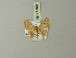  (Idaea phoenicoptera - BC ZSM Lep 71369)  @11 [ ] CreativeCommons - Attribution Non-Commercial Share-Alike (2014) Axel Hausmann/Bavarian State Collection of Zoology (ZSM) SNSB, Zoologische Staatssammlung Muenchen