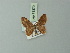  ( - BC ZSM Lep 71370)  @11 [ ] CreativeCommons - Attribution Non-Commercial Share-Alike (2014) Axel Hausmann/Bavarian State Collection of Zoology (ZSM) SNSB, Zoologische Staatssammlung Muenchen