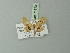  (Idaea caudata - BC ZSM Lep 71373)  @11 [ ] CreativeCommons - Attribution Non-Commercial Share-Alike (2014) Axel Hausmann/Bavarian State Collection of Zoology (ZSM) SNSB, Zoologische Staatssammlung Muenchen