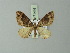  ( - BC ZSM Lep 71416)  @11 [ ] CreativeCommons - Attribution Non-Commercial Share-Alike (2014) Axel Hausmann/Bavarian State Collection of Zoology (ZSM) SNSB, Zoologische Staatssammlung Muenchen