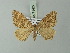  ( - BC ZSM Lep 71427)  @11 [ ] CreativeCommons - Attribution Non-Commercial Share-Alike (2014) Axel Hausmann/Bavarian State Collection of Zoology (ZSM) SNSB, Zoologische Staatssammlung Muenchen