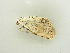  (Scopula submutata nivellearia - BC ZSM Lep 81252)  @12 [ ] CreativeCommons - Attribution Non-Commercial Share-Alike (2014) Axel Hausmann/Bavarian State Collection of Zoology (ZSM) SNSB, Zoologische Staatssammlung Muenchen