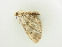  ( - BC ZSM Lep 81256)  @13 [ ] CreativeCommons - Attribution Non-Commercial Share-Alike (2014) Axel Hausmann/Bavarian State Collection of Zoology (ZSM) SNSB, Zoologische Staatssammlung Muenchen