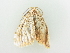  ( - BC ZSM Lep 81257)  @13 [ ] CreativeCommons - Attribution Non-Commercial Share-Alike (2014) Axel Hausmann/Bavarian State Collection of Zoology (ZSM) SNSB, Zoologische Staatssammlung Muenchen
