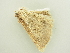  ( - BC ZSM Lep 81282)  @13 [ ] CreativeCommons - Attribution Non-Commercial Share-Alike (2014) Axel Hausmann/Bavarian State Collection of Zoology (ZSM) SNSB, Zoologische Staatssammlung Muenchen