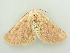  ( - BC ZSM Lep 81283)  @13 [ ] CreativeCommons - Attribution Non-Commercial Share-Alike (2014) Axel Hausmann/Bavarian State Collection of Zoology (ZSM) SNSB, Zoologische Staatssammlung Muenchen