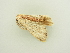  ( - BC ZSM Lep 81293)  @12 [ ] CreativeCommons - Attribution Non-Commercial Share-Alike (2014) Axel Hausmann/Bavarian State Collection of Zoology (ZSM) SNSB, Zoologische Staatssammlung Muenchen