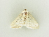  ( - BC ZSM Lep 81303)  @13 [ ] CreativeCommons - Attribution Non-Commercial Share-Alike (2014) Axel Hausmann/Bavarian State Collection of Zoology (ZSM) SNSB, Zoologische Staatssammlung Muenchen