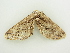  ( - BC ZSM Lep 81368)  @13 [ ] CreativeCommons - Attribution Non-Commercial Share-Alike (2014) Axel Hausmann/Bavarian State Collection of Zoology (ZSM) SNSB, Zoologische Staatssammlung Muenchen