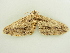  ( - BC ZSM Lep 81372)  @13 [ ] CreativeCommons - Attribution Non-Commercial Share-Alike (2014) Axel Hausmann/Bavarian State Collection of Zoology (ZSM) SNSB, Zoologische Staatssammlung Muenchen