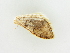  (Scopula asellaria lenzi - BC ZSM Lep 81401)  @13 [ ] CreativeCommons - Attribution Non-Commercial Share-Alike (2014) Axel Hausmann/Bavarian State Collection of Zoology (ZSM) SNSB, Zoologische Staatssammlung Muenchen