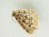  ( - BC ZSM Lep 81440)  @13 [ ] CreativeCommons - Attribution Non-Commercial Share-Alike (2014) Axel Hausmann/Bavarian State Collection of Zoology (ZSM) SNSB, Zoologische Staatssammlung Muenchen