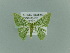  ( - BC ZSM Lep 81465)  @13 [ ] CreativeCommons - Attribution Non-Commercial Share-Alike (2014) Axel Hausmann/Bavarian State Collection of Zoology (ZSM) SNSB, Zoologische Staatssammlung Muenchen