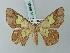  ( - BC ZSM Lep 69036)  @14 [ ] CreativeCommons - Attribution Non-Commercial Share-Alike (2015) Axel Hausmann/Bavarian State Collection of Zoology (ZSM) SNSB, Zoologische Staatssammlung Muenchen