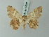  ( - BC ZSM Lep 69039)  @11 [ ] CreativeCommons - Attribution Non-Commercial Share-Alike (2015) Axel Hausmann/Bavarian State Collection of Zoology (ZSM) SNSB, Zoologische Staatssammlung Muenchen