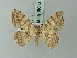  ( - BC ZSM Lep 69043)  @11 [ ] CreativeCommons - Attribution Non-Commercial Share-Alike (2015) Axel Hausmann/Bavarian State Collection of Zoology (ZSM) SNSB, Zoologische Staatssammlung Muenchen