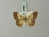  ( - BC ZSM Lep 69045)  @11 [ ] CreativeCommons - Attribution Non-Commercial Share-Alike (2015) Axel Hausmann/Bavarian State Collection of Zoology (ZSM) SNSB, Zoologische Staatssammlung Muenchen