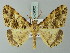  ( - BC ZSM Lep 69062)  @13 [ ] CreativeCommons - Attribution Non-Commercial Share-Alike (2015) Axel Hausmann/Bavarian State Collection of Zoology (ZSM) SNSB, Zoologische Staatssammlung Muenchen