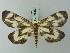  ( - BC ZSM Lep 69080)  @11 [ ] CreativeCommons - Attribution Non-Commercial Share-Alike (2015) Axel Hausmann/Bavarian State Collection of Zoology (ZSM) SNSB, Zoologische Staatssammlung Muenchen