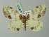  ( - BC ZSM Lep 69111)  @11 [ ] CreativeCommons - Attribution Non-Commercial Share-Alike (2015) Axel Hausmann/Bavarian State Collection of Zoology (ZSM) SNSB, Zoologische Staatssammlung Muenchen