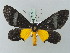  ( - BC ZSM Lep 69147)  @14 [ ] CreativeCommons - Attribution Non-Commercial Share-Alike (2015) Axel Hausmann/Bavarian State Collection of Zoology (ZSM) SNSB, Zoologische Staatssammlung Muenchen