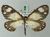  (Hyalostenele lutescens - BC ZSM Lep 69182)  @14 [ ] CreativeCommons - Attribution Non-Commercial Share-Alike (2015) Axel Hausmann/Bavarian State Collection of Zoology (ZSM) SNSB, Zoologische Staatssammlung Muenchen