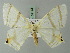  (Opisthoxia saturniaria - BC ZSM Lep 69194)  @11 [ ] CreativeCommons - Attribution Non-Commercial Share-Alike (2015) Axel Hausmann/Bavarian State Collection of Zoology (ZSM) SNSB, Zoologische Staatssammlung Muenchen