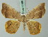  (Opisthoxia nr. descimoni - BC ZSM Lep 69196)  @13 [ ] CreativeCommons - Attribution Non-Commercial Share-Alike (2015) Axel Hausmann/Bavarian State Collection of Zoology (ZSM) SNSB, Zoologische Staatssammlung Muenchen