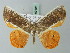  (Opisthoxia branickiari - BC ZSM Lep 69197)  @15 [ ] CreativeCommons - Attribution Non-Commercial Share-Alike (2015) Axel Hausmann/Bavarian State Collection of Zoology (ZSM) SNSB, Zoologische Staatssammlung Muenchen