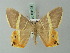  (Opisthoxia hybridata - BC ZSM Lep 69198)  @14 [ ] CreativeCommons - Attribution Non-Commercial Share-Alike (2015) Axel Hausmann/Bavarian State Collection of Zoology (ZSM) SNSB, Zoologische Staatssammlung Muenchen