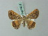  (Opisthoxia fulvata - BC ZSM Lep 69202)  @13 [ ] CreativeCommons - Attribution Non-Commercial Share-Alike (2015) Axel Hausmann/Bavarian State Collection of Zoology (ZSM) SNSB, Zoologische Staatssammlung Muenchen