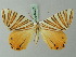  ( - BC ZSM Lep 69205)  @13 [ ] CreativeCommons - Attribution Non-Commercial Share-Alike (2015) Axel Hausmann/Bavarian State Collection of Zoology (ZSM) SNSB, Zoologische Staatssammlung Muenchen