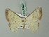  (Berberodes descimoni - BC ZSM Lep 69209)  @14 [ ] CreativeCommons - Attribution Non-Commercial Share-Alike (2015) Axel Hausmann/Bavarian State Collection of Zoology (ZSM) SNSB, Zoologische Staatssammlung Muenchen