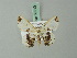  ( - BC ZSM Lep 69213)  @11 [ ] CreativeCommons - Attribution Non-Commercial Share-Alike (2015) Axel Hausmann/Bavarian State Collection of Zoology (ZSM) SNSB, Zoologische Staatssammlung Muenchen