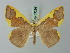  ( - BC ZSM Lep 69236)  @11 [ ] CreativeCommons - Attribution Non-Commercial Share-Alike (2015) Axel Hausmann/Bavarian State Collection of Zoology (ZSM) SNSB, Zoologische Staatssammlung Muenchen