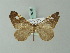  (Macrosoma subornata - BC ZSM Lep 69248)  @11 [ ] CreativeCommons - Attribution Non-Commercial Share-Alike (2015) Axel Hausmann/Bavarian State Collection of Zoology (ZSM) SNSB, Zoologische Staatssammlung Muenchen