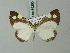  (Macrosoma leucoplethes - BC ZSM Lep 69250)  @11 [ ] CreativeCommons - Attribution Non-Commercial Share-Alike (2015) Axel Hausmann/Bavarian State Collection of Zoology (ZSM) SNSB, Zoologische Staatssammlung Muenchen