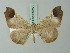  (Macrosoma coscoja - BC ZSM Lep 69253)  @11 [ ] CreativeCommons - Attribution Non-Commercial Share-Alike (2015) Axel Hausmann/Bavarian State Collection of Zoology (ZSM) SNSB, Zoologische Staatssammlung Muenchen