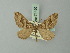  ( - BC ZSM Lep 71450)  @12 [ ] CreativeCommons - Attribution Non-Commercial Share-Alike (2015) Axel Hausmann/Bavarian State Collection of Zoology (ZSM) SNSB, Zoologische Staatssammlung Muenchen