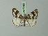  ( - BC ZSM Lep 71453)  @11 [ ] CreativeCommons - Attribution Non-Commercial Share-Alike (2015) Axel Hausmann/Bavarian State Collection of Zoology (ZSM) SNSB, Zoologische Staatssammlung Muenchen