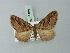 ( - BC ZSM Lep 71464)  @11 [ ] CreativeCommons - Attribution Non-Commercial Share-Alike (2015) Axel Hausmann/Bavarian State Collection of Zoology (ZSM) SNSB, Zoologische Staatssammlung Muenchen