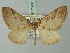  ( - BC ZSM Lep 71468)  @11 [ ] CreativeCommons - Attribution Non-Commercial Share-Alike (2015) Axel Hausmann/Bavarian State Collection of Zoology (ZSM) SNSB, Zoologische Staatssammlung Muenchen