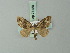  (Perizoma saxea - BC ZSM Lep 71489)  @13 [ ] CreativeCommons - Attribution Non-Commercial Share-Alike (2015) Axel Hausmann/Bavarian State Collection of Zoology (ZSM) SNSB, Zoologische Staatssammlung Muenchen