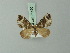  ( - BC ZSM Lep 71490)  @11 [ ] CreativeCommons - Attribution Non-Commercial Share-Alike (2015) Axel Hausmann/Bavarian State Collection of Zoology (ZSM) SNSB, Zoologische Staatssammlung Muenchen