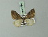  (Perizoma lucifrons - BC ZSM Lep 71494)  @11 [ ] CreativeCommons - Attribution Non-Commercial Share-Alike (2015) Axel Hausmann/Bavarian State Collection of Zoology (ZSM) SNSB, Zoologische Staatssammlung Muenchen