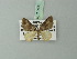  (Perizoma schistacea - BC ZSM Lep 71496)  @11 [ ] CreativeCommons - Attribution Non-Commercial Share-Alike (2015) Axel Hausmann/Bavarian State Collection of Zoology (ZSM) SNSB, Zoologische Staatssammlung Muenchen