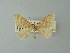  ( - BC ZSM Lep 71509)  @14 [ ] CreativeCommons - Attribution Non-Commercial Share-Alike (2015) Axel Hausmann/Bavarian State Collection of Zoology (ZSM) SNSB, Zoologische Staatssammlung Muenchen