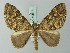  ( - BC ZSM Lep 71514)  @15 [ ] CreativeCommons - Attribution Non-Commercial Share-Alike (2015) Axel Hausmann/Bavarian State Collection of Zoology (ZSM) SNSB, Zoologische Staatssammlung Muenchen
